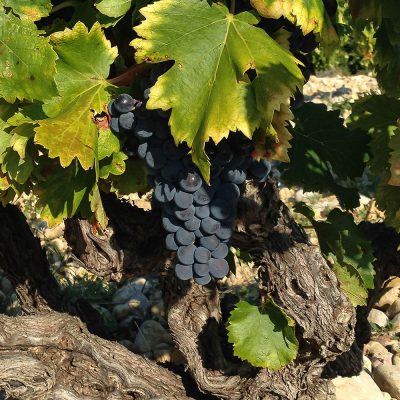 Domaine La luminaille à Rasteau. Région Côtes du Rhône